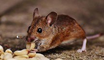 24 Hour & Emergency Exterminators in Bolton, NC